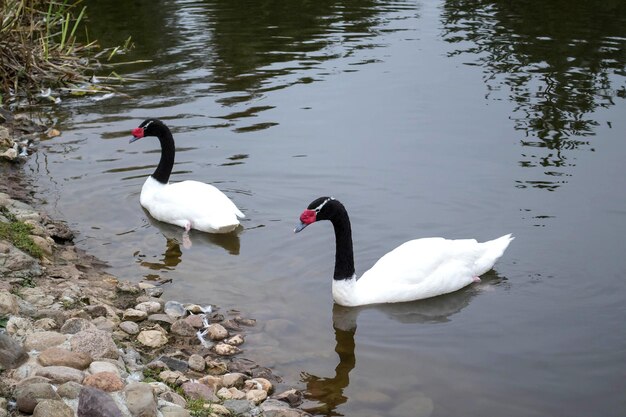 Twee zwarthalszwaan op kloostervijver