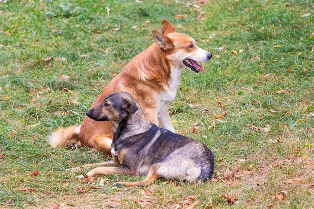 Twee zwerfhonden liggen in het park op het gras_