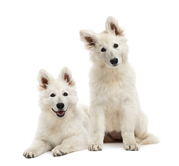 Twee Zwitserse herder pups zitten en liggen