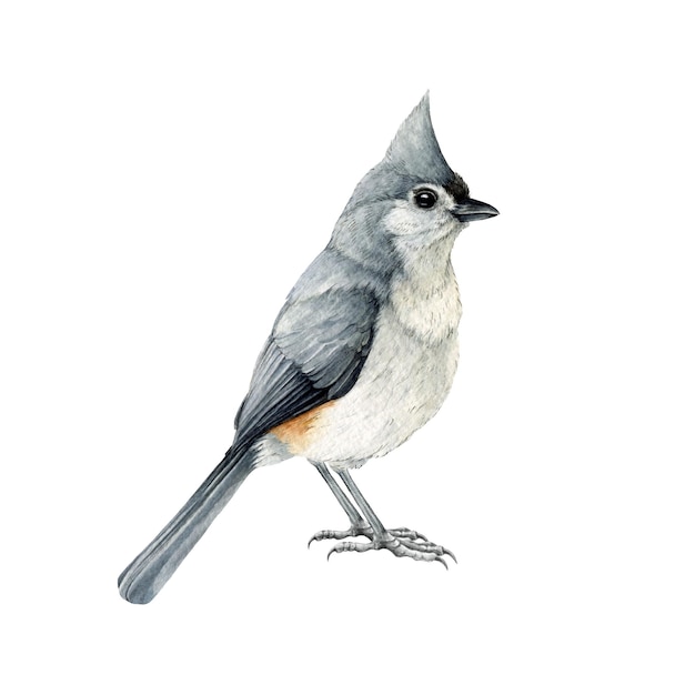 Tweekleurige mees vogel aquarel illustratie Native Noord-Amerikaanse aviaire Tiny achtertuin vogel