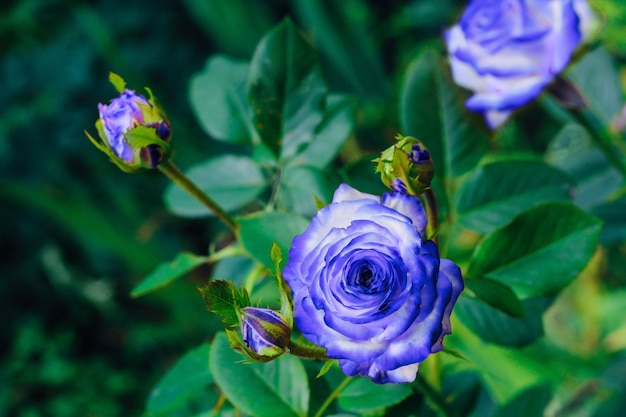 Tweekleurige witte roos met blauw in de tuin op een groene achtergrond. uitzicht van boven. ruimte voor tekst