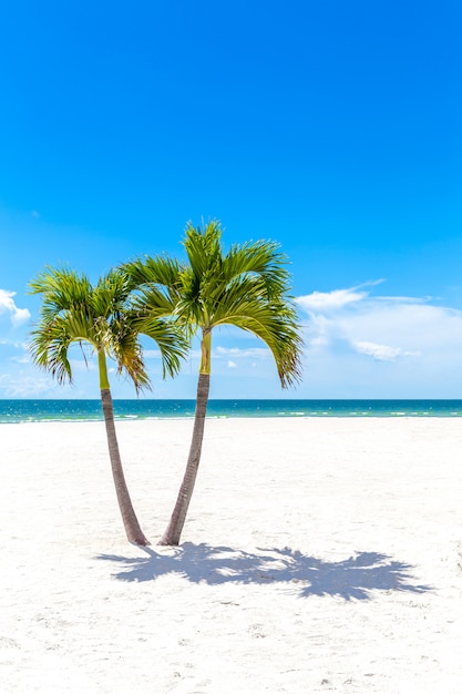 Foto tweelingenpalmen in het strand van florida, de vs