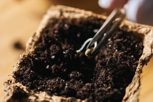 tweezers putting cannabis seed in a pot, Indoor marijuana growing concept image