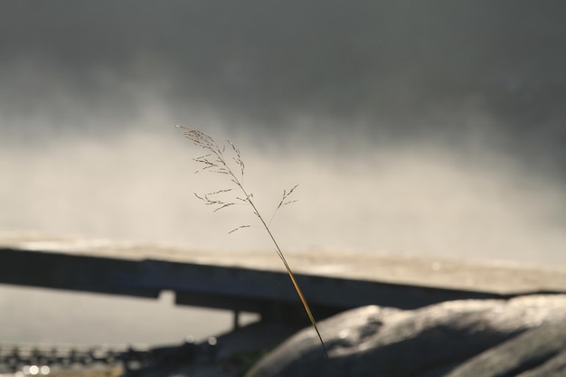 Photo twig against cloudy sky