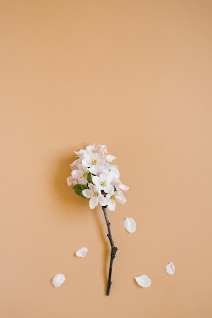 A twig of an apple tree with white flowers on a beige background Spring and greeting card concept