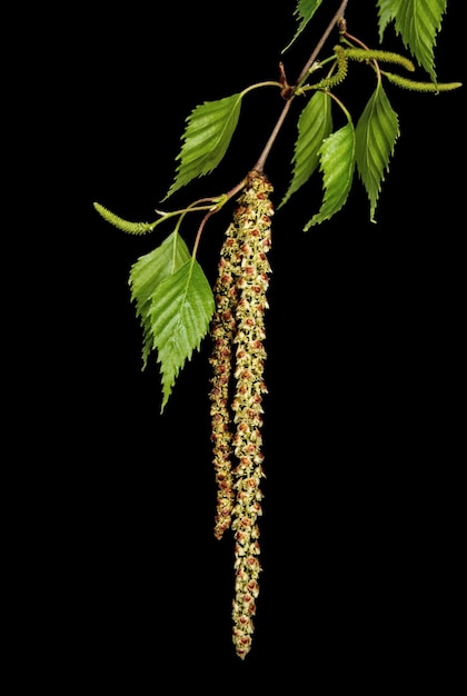 Twig of birch tree with buds on black background