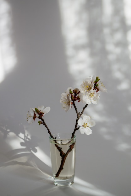 Twig in bloom in a glass vase.Morning sunlight. 