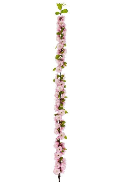 Twig of blooming almond pink flower of almond isolated on white background