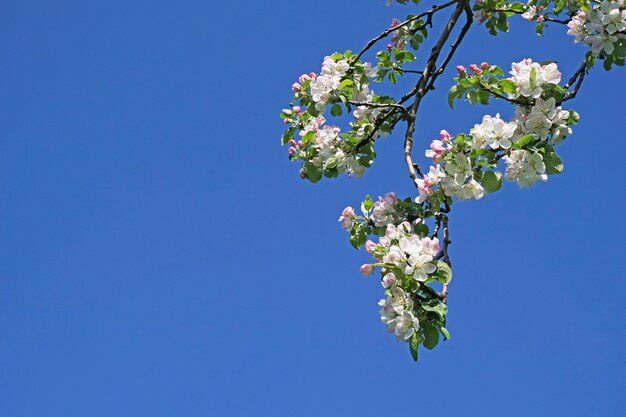 the twig of blooming apple tree on the blue sky background