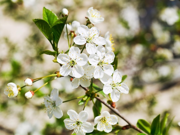 春の庭に咲く桜の小枝