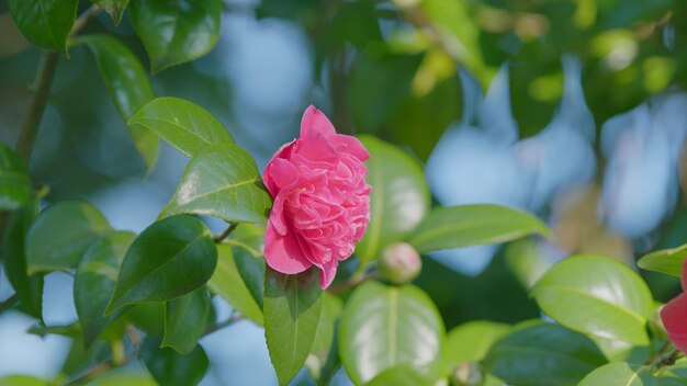 Photo twig brunch among fresh green leaves camellia with pink flower love concept close up