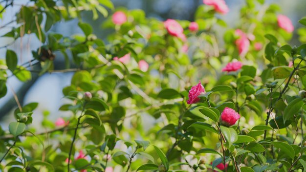 Photo twig brunch among fresh green leaves camellia with pink flower love concept