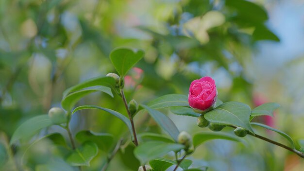 Twig brunch among fresh green leaves camellia with pink flower love concept