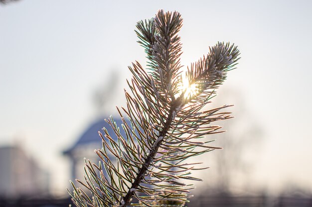 Foto un ramoscello di un albero di natale con aghi in brina su un primo piano gelido di un giorno. ramo di un albero contro il sole. sfondo invernale.