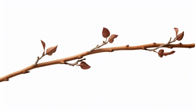 Photo a twig elevation side view isolated