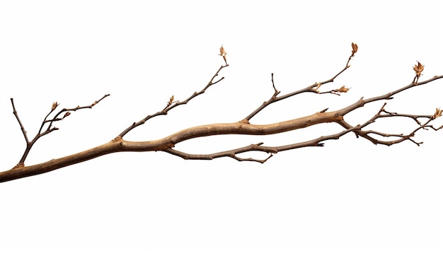 Photo twig elevation side view isolated