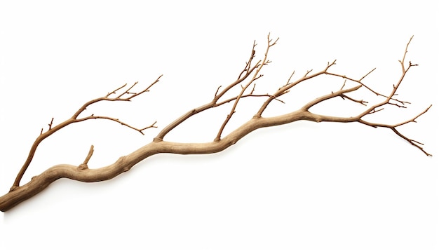 Photo twig elevation side view isolated