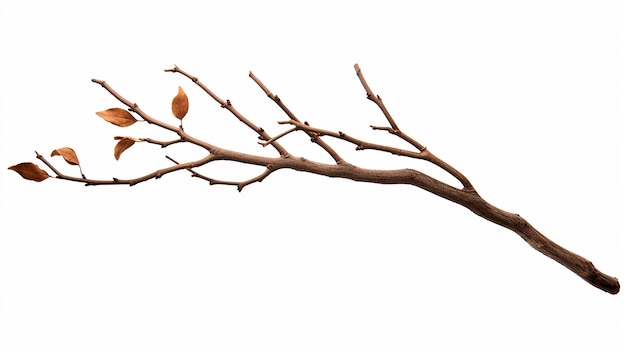 Photo twig elevation side view