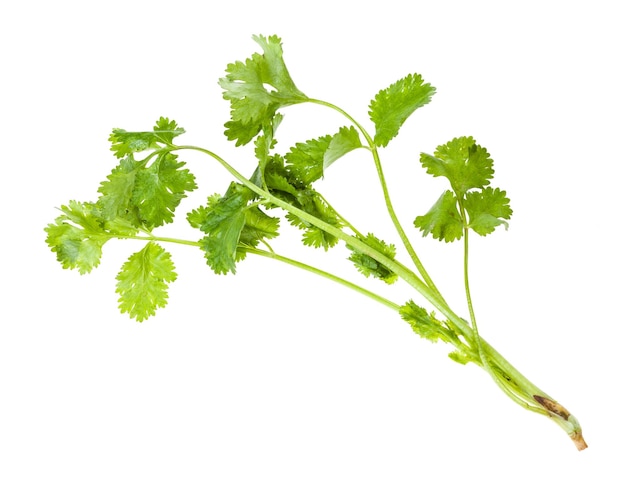 Twig of fresh green coriander herb isolated