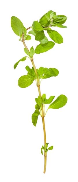 Twig of fresh marjoram plant isolated