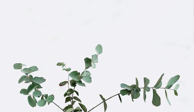 Фото Веточная трава эвкалипт вечнозеленый крупный план белый фон