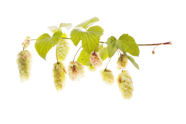 Twig of hops isolated on white background