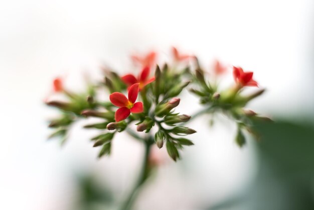 A twig of houseplant with many beautiful flowers