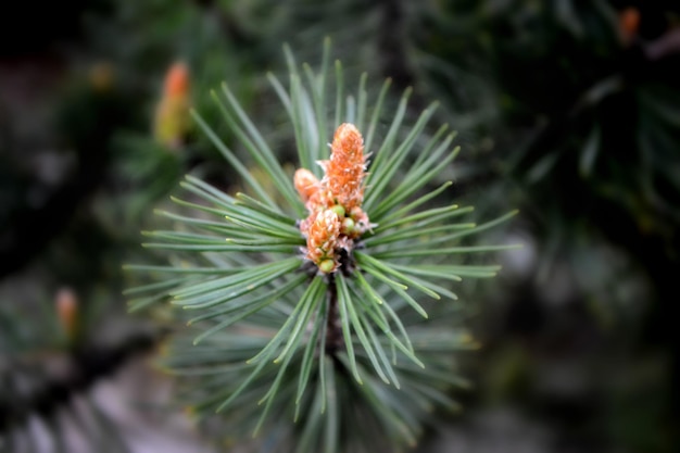 A twig of pine and a young pine cone