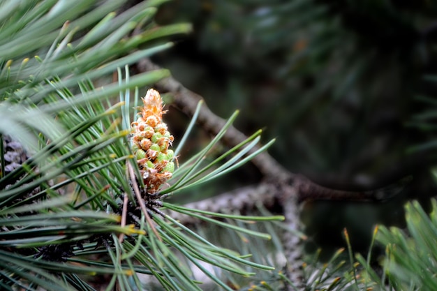 A twig of pine and a young pine cone