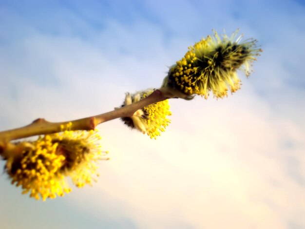 twig of pussy willow sun and blue sky