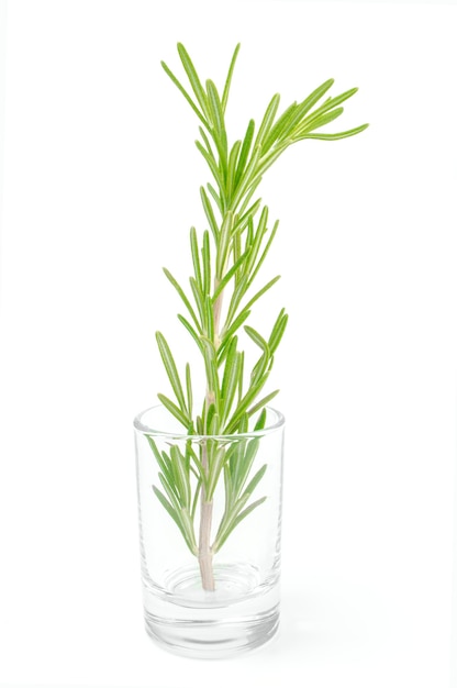 Twig of rosemary in small glass isolated on white.