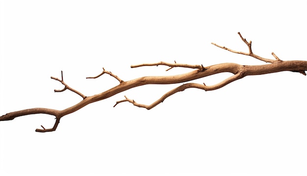 Photo twig side view isolated on white