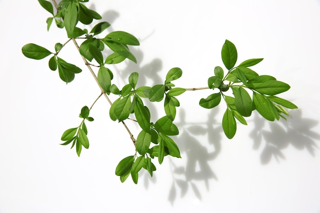 Twig of tree isolated on white