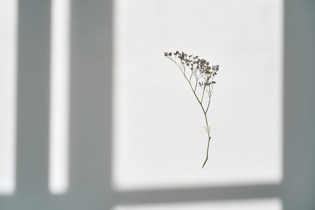 Photo a twig on a white background in the rays of sunlight beautiful abstract background