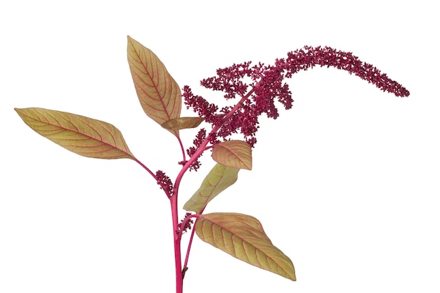 Twig with amaranth flowers