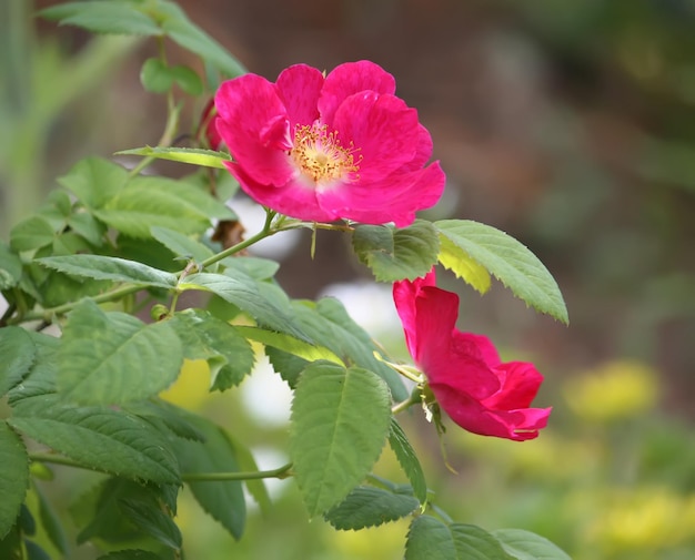 Twig with blooming pink wild roses in a summer garden