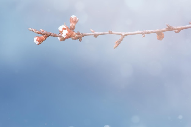 Twig with flowers and buds Spring background with copy space