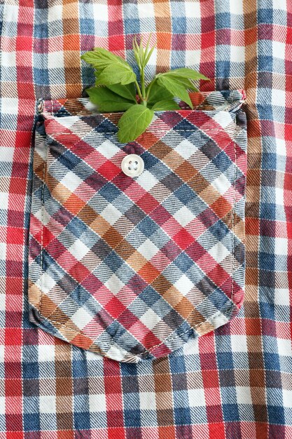 Photo twig with fresh leaves in shirt pocket close up