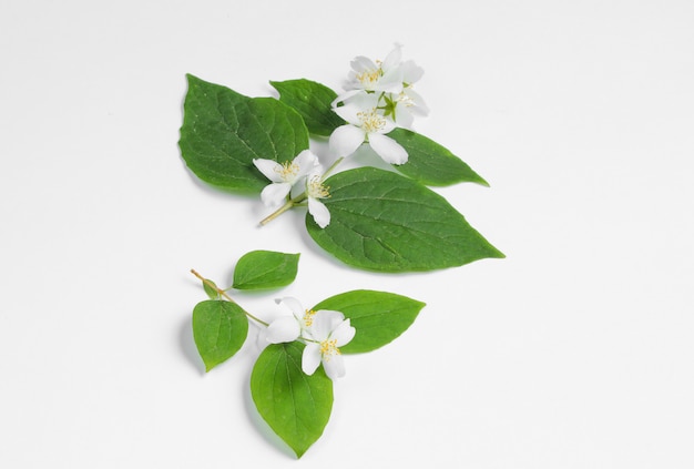 Twig with green leaves and flowers