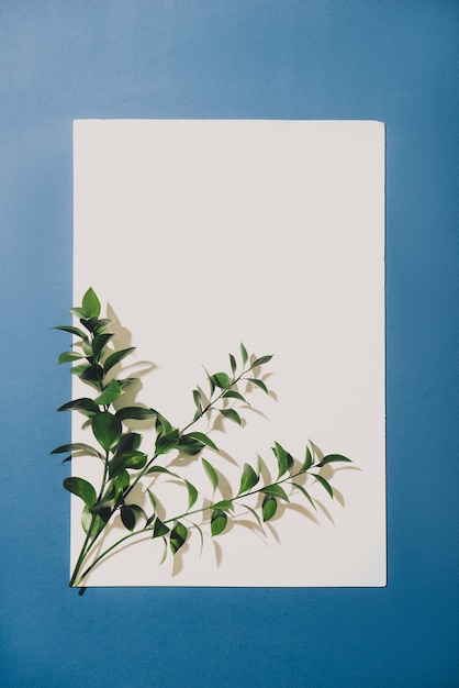 Foto ramoscello con foglie verdi isolato su bianco