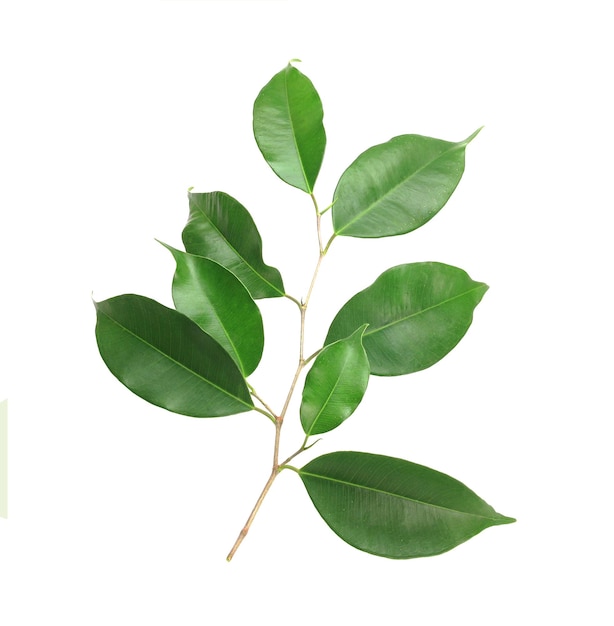 Twig с зелеными листьями, изолированных на белом