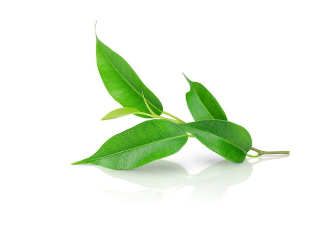 Twig with green leaves isolated on white