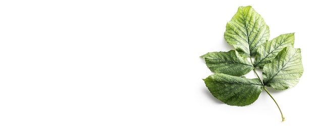 Photo twig with green leaves leaves isolated on white background - top of view panoramic banner.