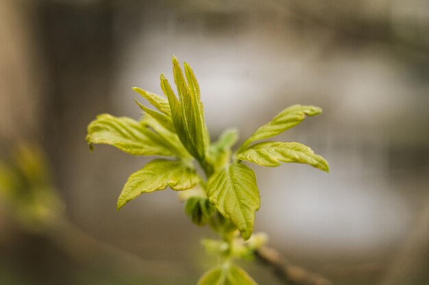 A twig with new leaves in spring blooms