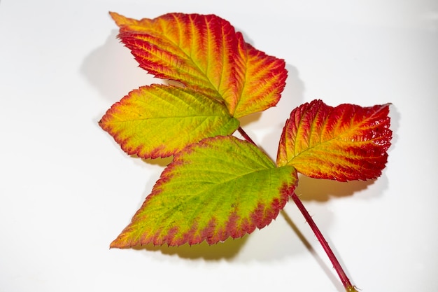 A twig with red and yellow raspberry leaves isolated on a white background on a white background aut...