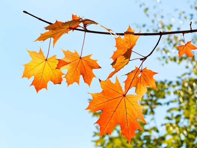 Ramoscello con foglie gialle e arancioni in autunno