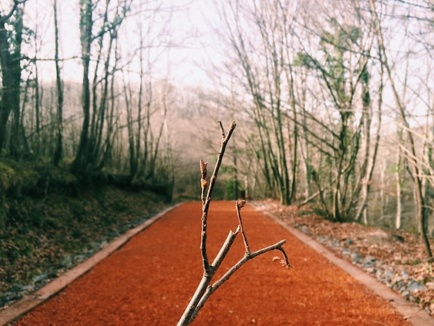 写真 澄んだ空に照らされた裸の木の間で道路上の枝