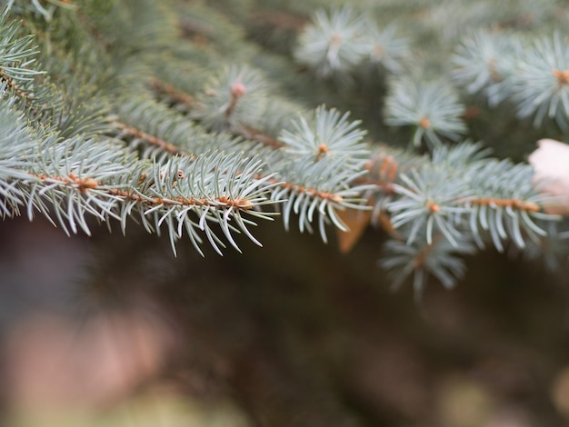 Twigs of the blue Christmas tree Closeup