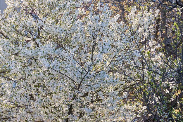 Twigs of cherry tree with white blossoming flowers in early spring.