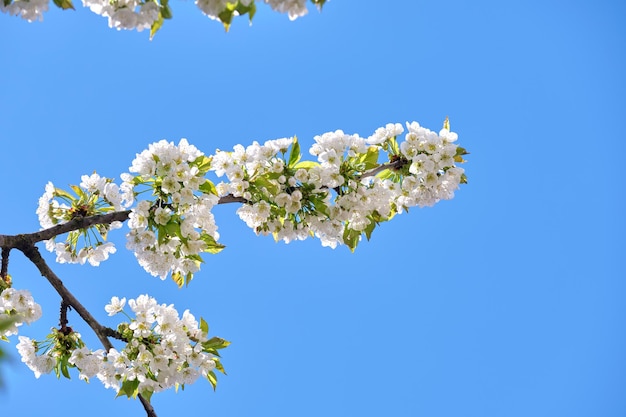 Twigs of cherry tree with white blossoming flowers in early spring